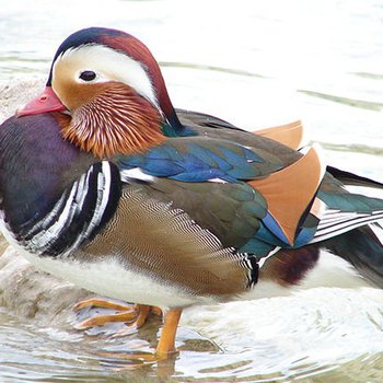 Mandarinenten